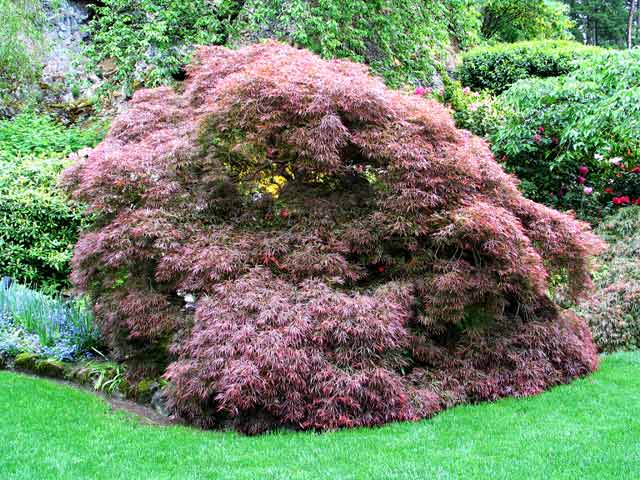 6082-LacyJapaneseMaple-052306-1016a