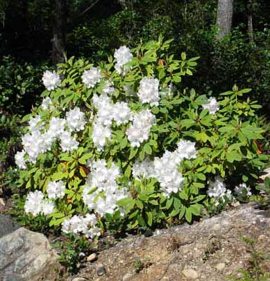 5712-WhiteRhododendron-051806-1029a