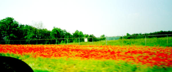 Poppy field near Ashville