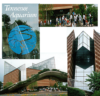 Tennessee Aquarium collage