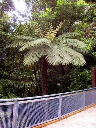 4118-TreeFern-071026-1243p