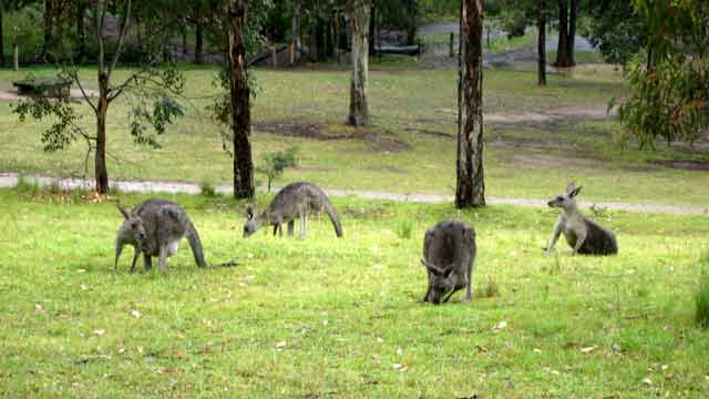 4185-Kangaroos-071026-334p