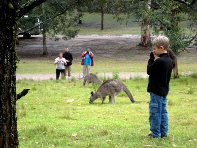 4191-Kangaroos-People-071026-335p