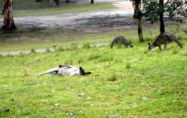 4197-KangarooRelaxing-071026-338p