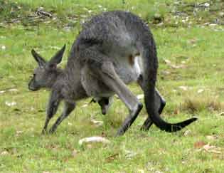 4204-KangarooLeaving-071026-339p