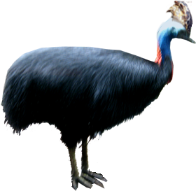 Cassowary-Cutout