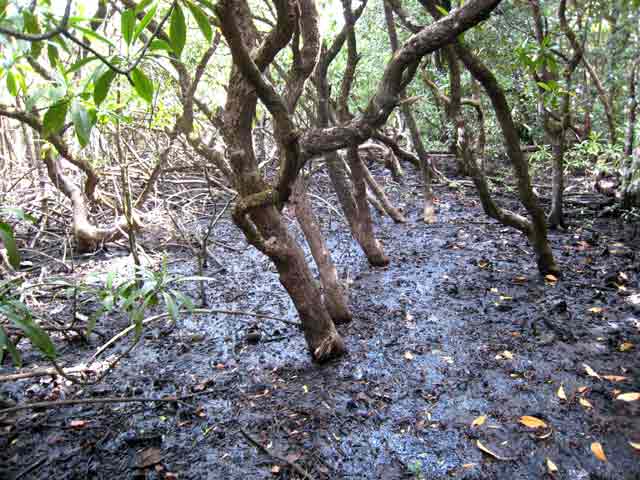 4727-Mangrove-071030-250p