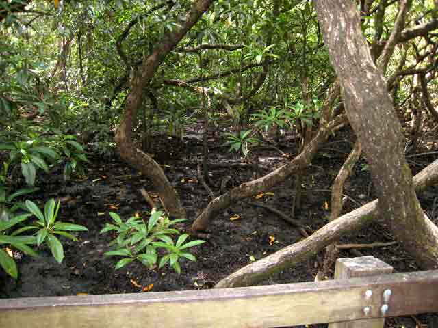 4728-Mangrove-071030-250p