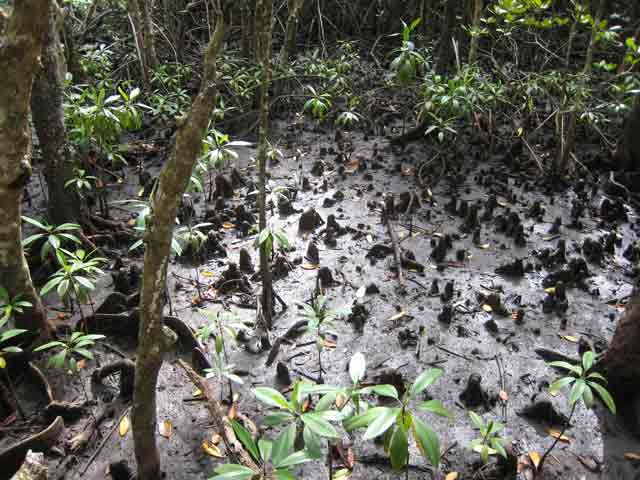 4732-MangroveKnees-071030-256p