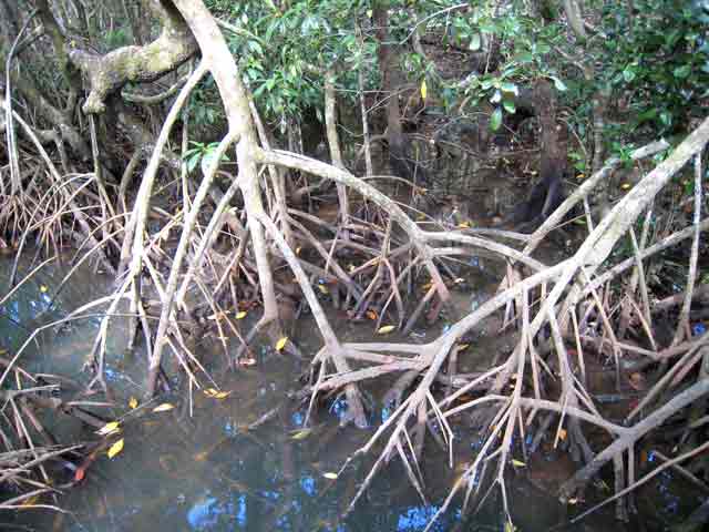 4733-Mangrove-071030-256p