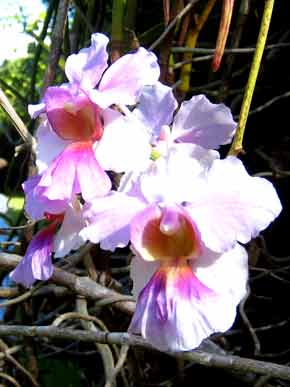 4763-Orchids-071030-401p