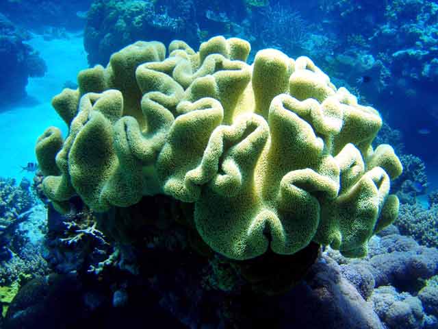 290108-CreamCoral-071029-217p