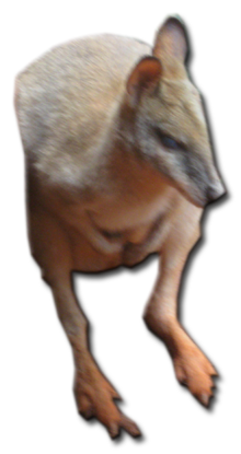 Kangaroo-Cutout-R