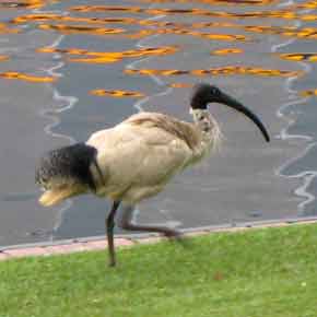 3718-WaterBird-071025-136p