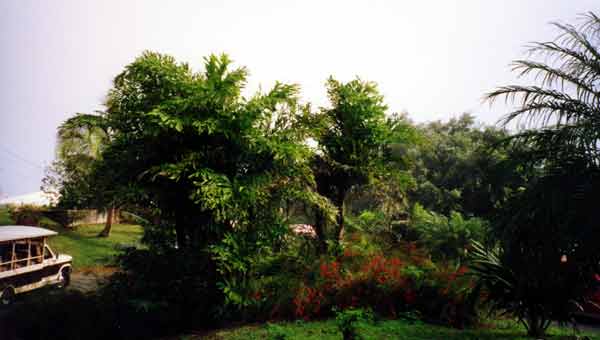 Photo of lush vegetation.