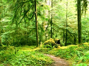 Gray Wolf River Trail