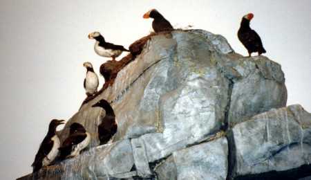 puffins