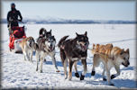 sled dogs of Denali N.P.