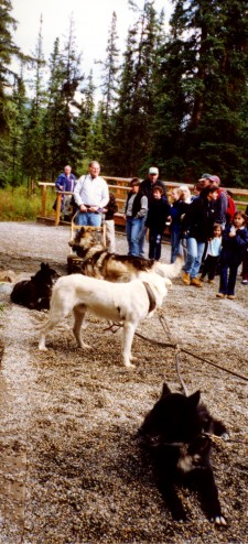 Denali Sled Dogs