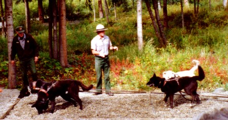 Sled dogs in action