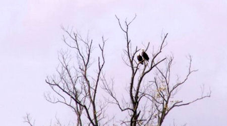 eagles in tree