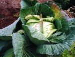 giant cabbage