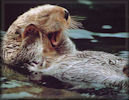 Sea Otter