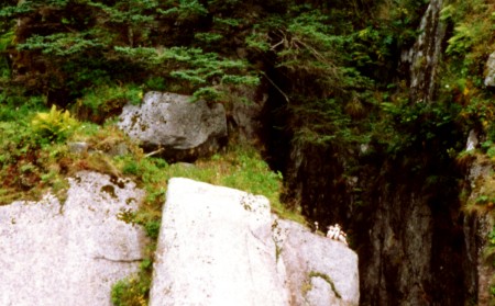 Puffins on a rock