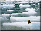 Harbor Seal