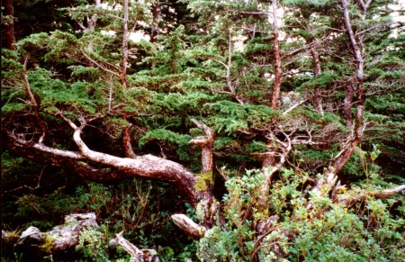 gnarled tree