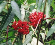 Mountain Ash Berries