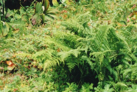 Lush Ferns