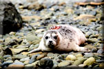 Harbor Seal