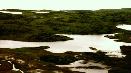 coastal marshland