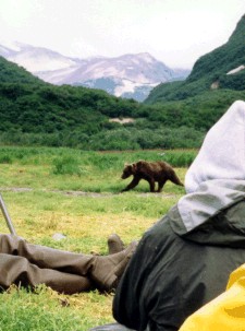 Katmai brown bear