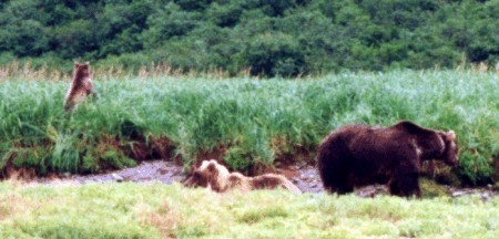 the three bears