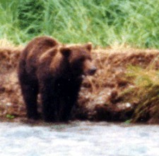 Katmai brown bear