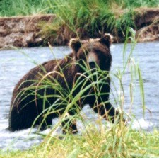 Katmai brown bear