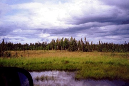 marshy tundra