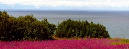 fireweed on the Cook Inlet