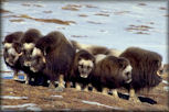 Musk Oxen circled for protection