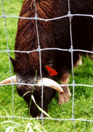 musk ox cow