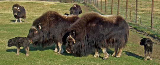 musk oxen