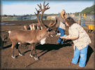 reindeer farm