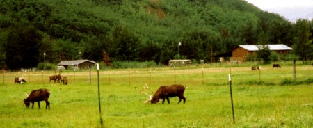 reindeer farm