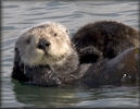 Sea Otter