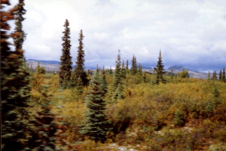 Spruce in the tundra