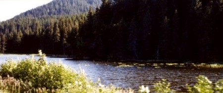 A lily and swan pond west of Portage