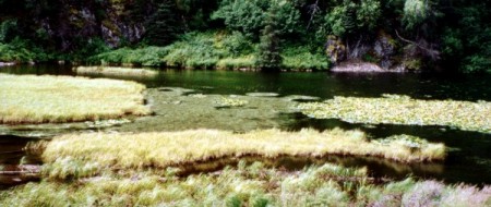 Lily pond near the Sterling Hwy turnoff