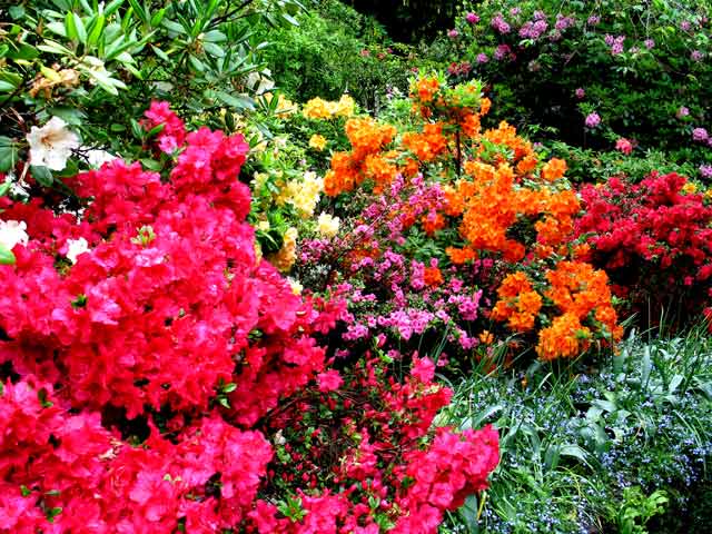 6091-Rhododendrons-red&orange-052306-1020a